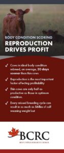 Body Condition Scoring: Reproduction Drives Profit