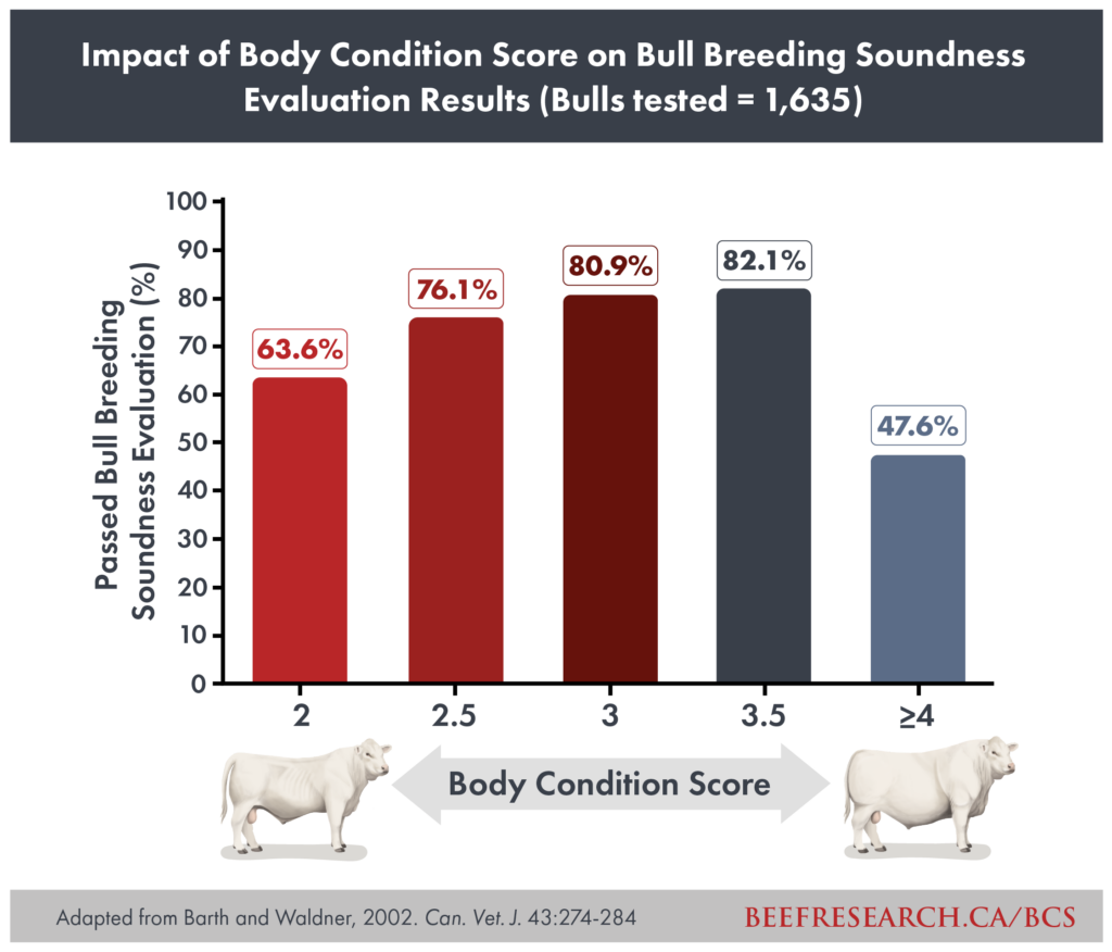 body condition score impact on bull soundness