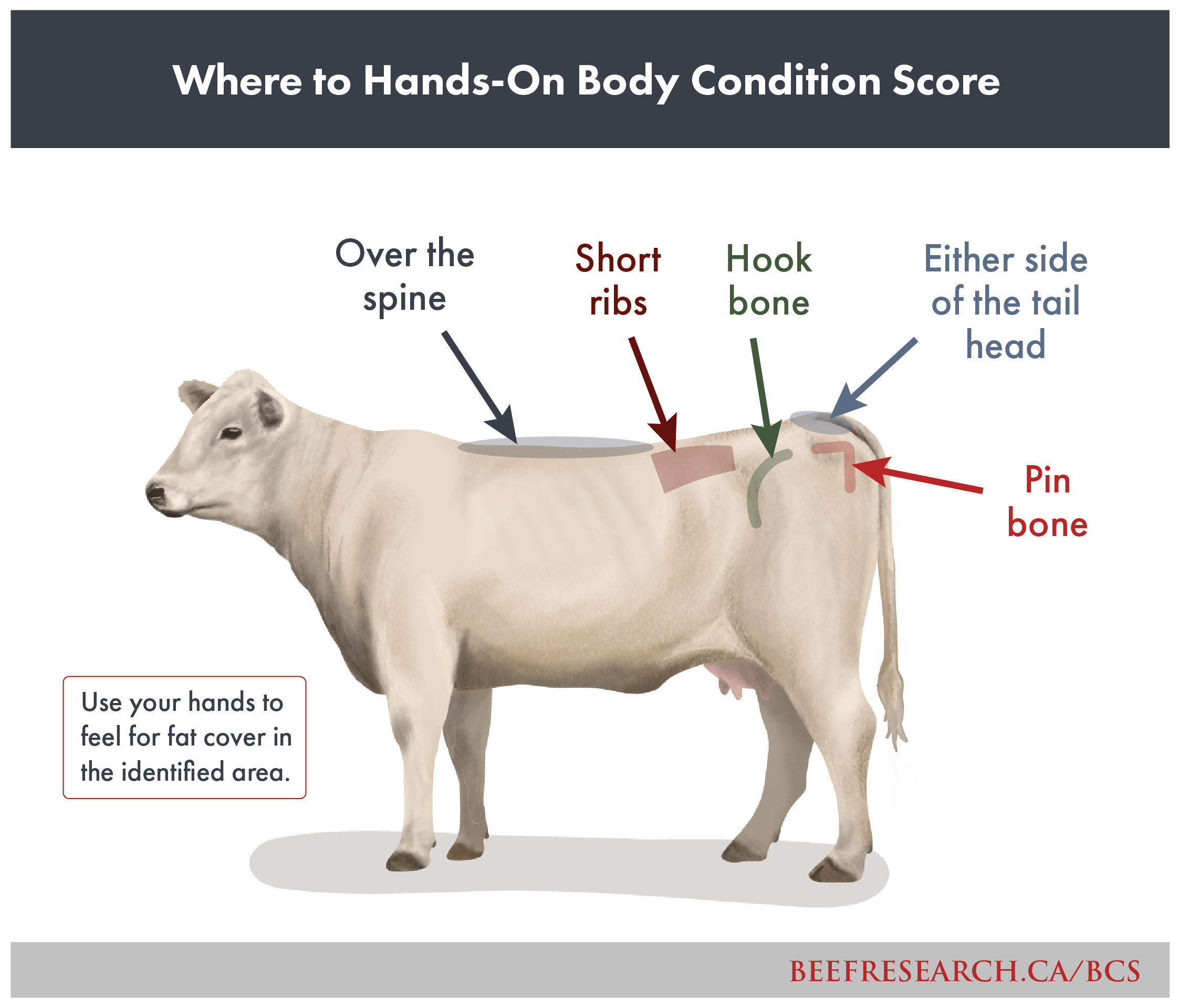 where to hands-on body condition score cows