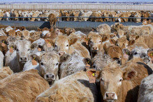 Charolais feedlot cattle