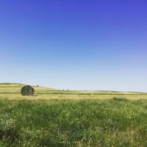 hay bale in a green field
