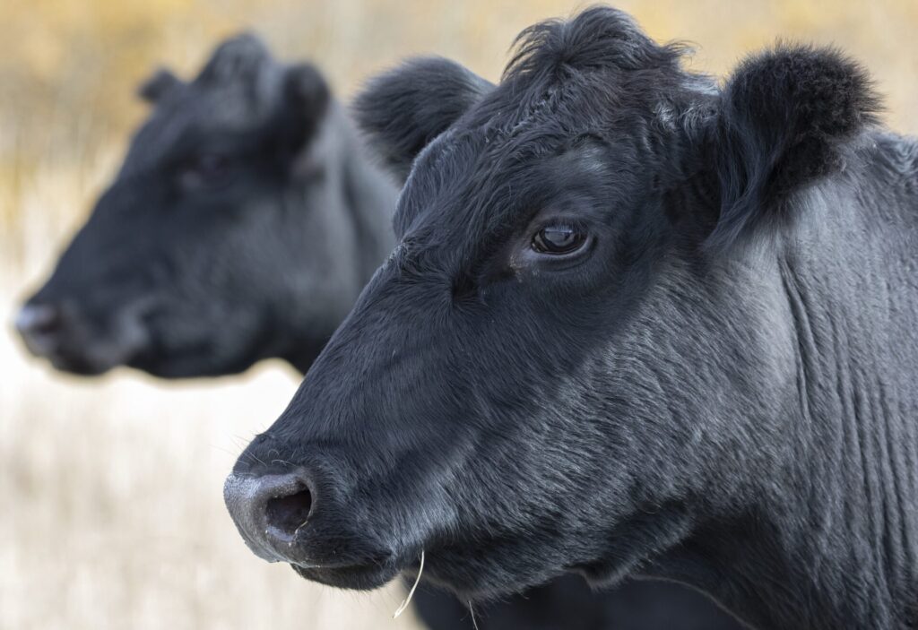 black cow closeup