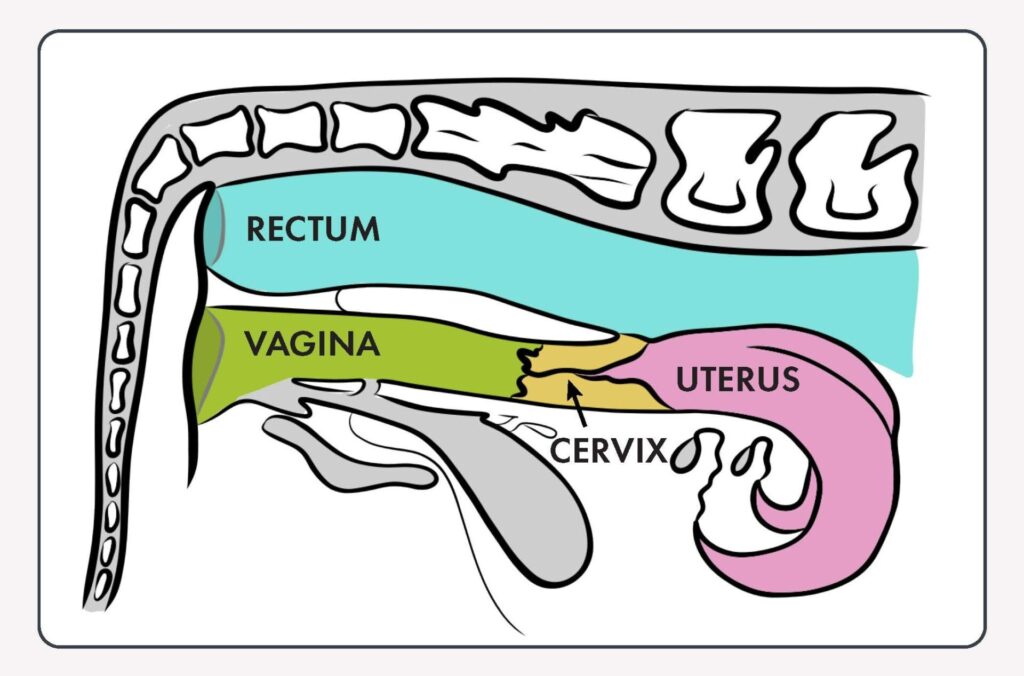 cow pelvic illustration with rectum, cervix, uterus and more labeled
