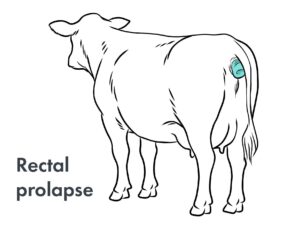 rectal prolapse in a cow