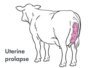 uterine prolapse in a cow