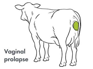 vaginal prolapse in cattle