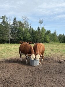 hereford cattle with mineral tub