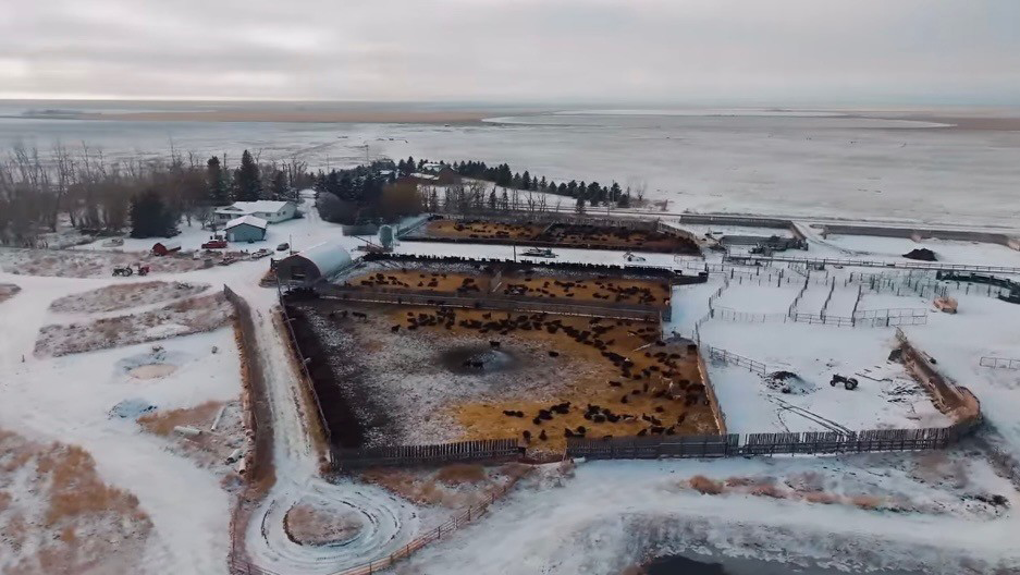 Alberta cattle feedlot