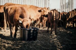 red cows with mineral tub