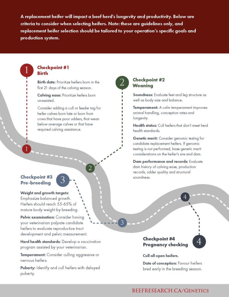roadmap for selecting replacement heifers