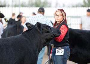 Kailey Wirsta showing cattle