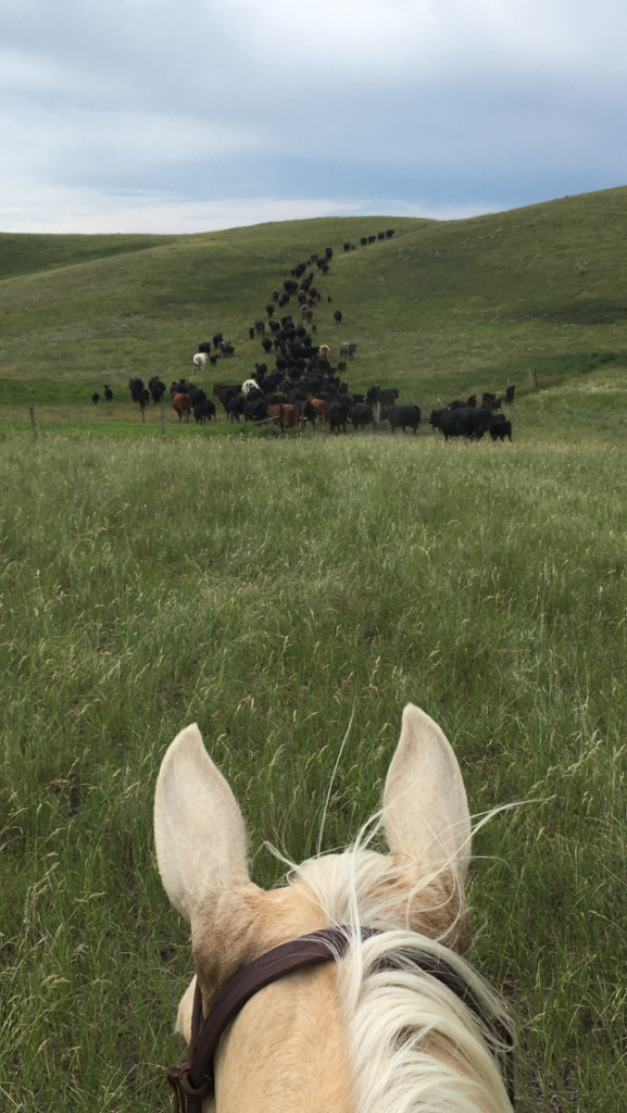 moving cows on pasture at Black Diamond Agro
