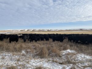 cows winter grazing in Saskatchewan Black Diamond Agro