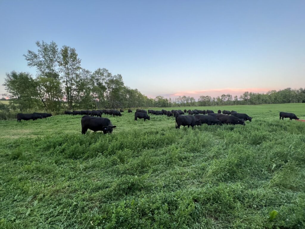 black cattle on pasture in Ontario, photo Nick Martin