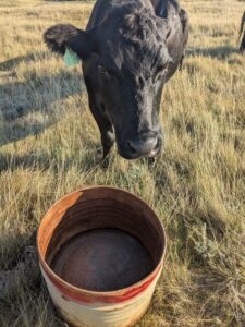 black cow with loose mineral