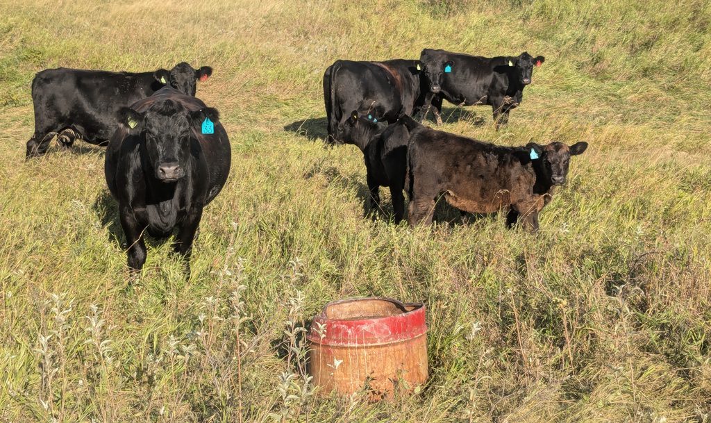 black cows with mineral feeder in the fall