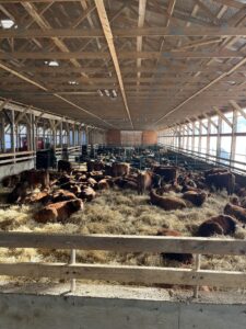 calves bedded in barn in Ontario, photo by Nick Martin