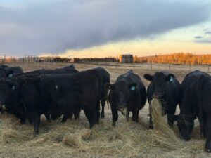 black cattle eating shredded bale in Alberta