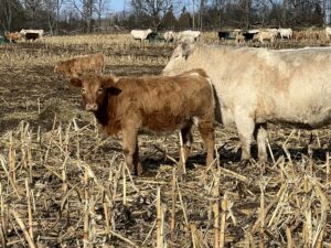 cow-calf pair grazing corn stubble in Ontario, photo Nick Martin