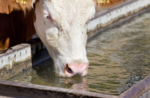 cow drinking water from a tank