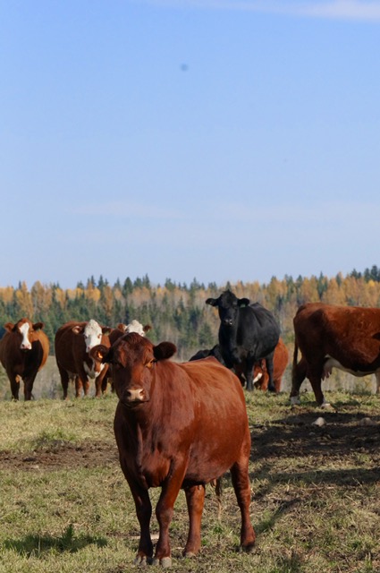 mixed beef heifers in fall in Alberta