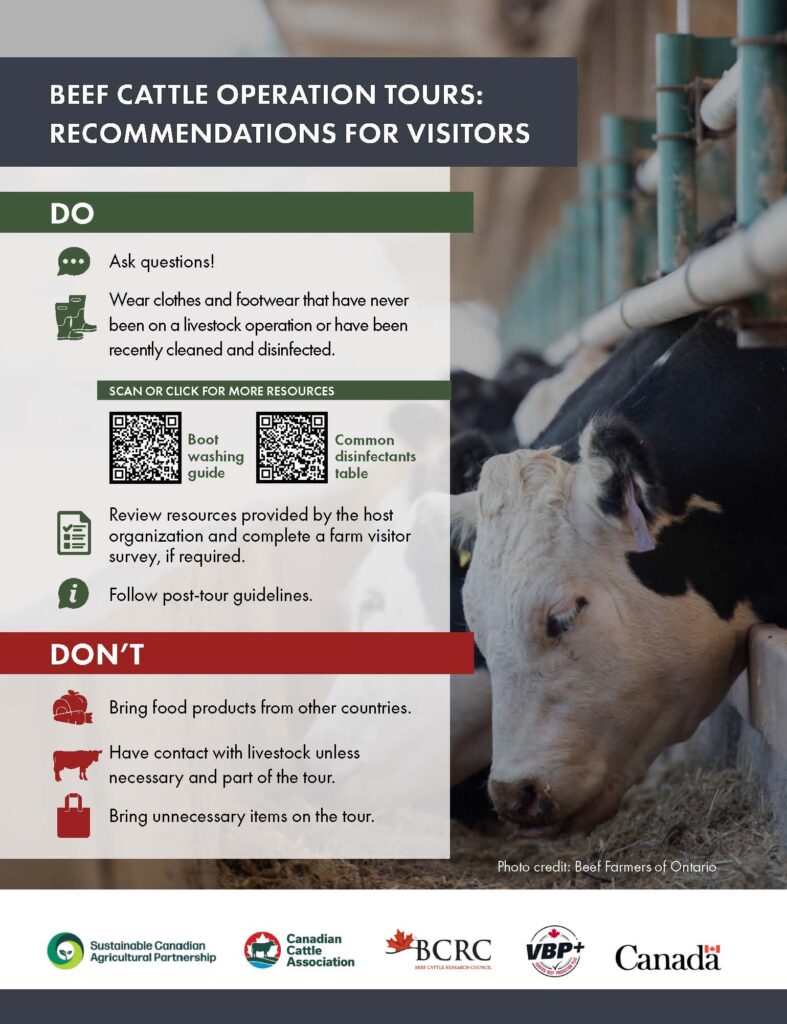 tour recommendations for visitors to beef cattle operations