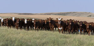 red and white-faced cattle herd in early fall