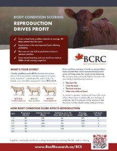 body condition scoring - reproduction drives profit