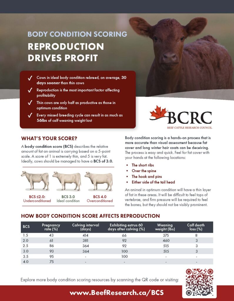 body condition scoring - reproduction drives profit
