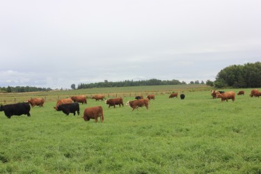 cattle on pasture in PEI