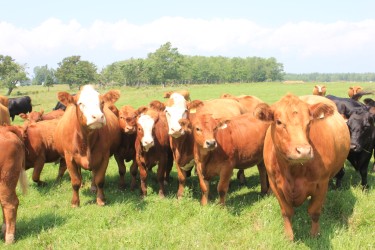 cow-calf pairs in PEI