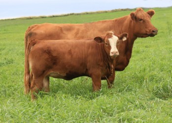 Simmental cow and calf on Prince Edward Island cattle operation
