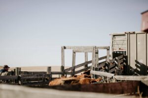 cows loading into a transport truck