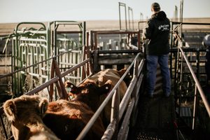cattle handler working animals through a chute